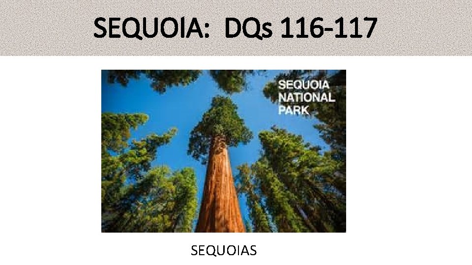 SEQUOIA: DQs 116 -117 SEQUOIAS SEQUOIA: DQs 116 -117 SEQUOIAS