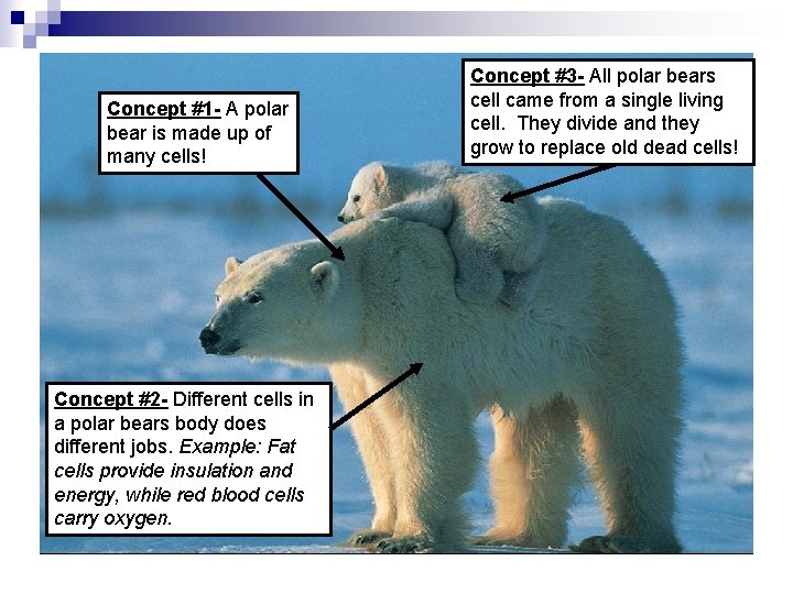 Concept #1 - A polar bear is made up of many cells! Concept #2
