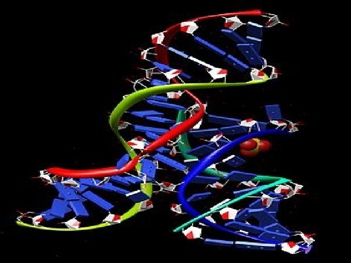 (2) Hairpin ribozyme • TRSV satellite RNA에서 처음 발견 • Plant virus의 satellite RNA로