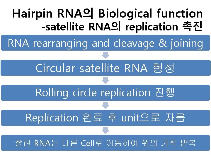 Hairpin RNA의 Biological function -satellite RNA의 replication 촉진 RNA rearranging and cleavage & joining