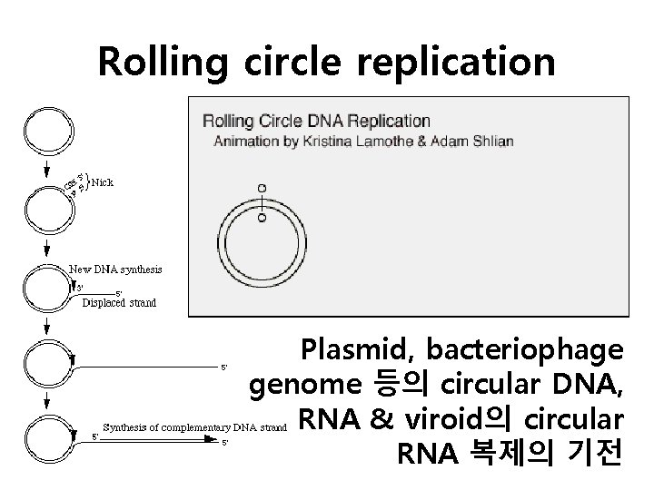 Rolling circle replication Plasmid, bacteriophage genome 등의 circular DNA, RNA & viroid의 circular RNA