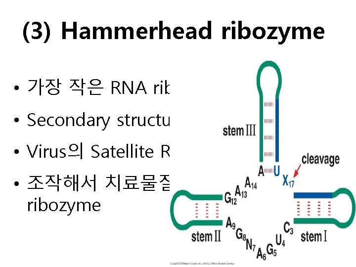 (3) Hammerhead ribozyme • 가장 작은 RNA ribozyme • Secondary structure 가 망치머리 모양