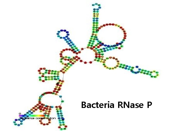 Bacteria RNase P 