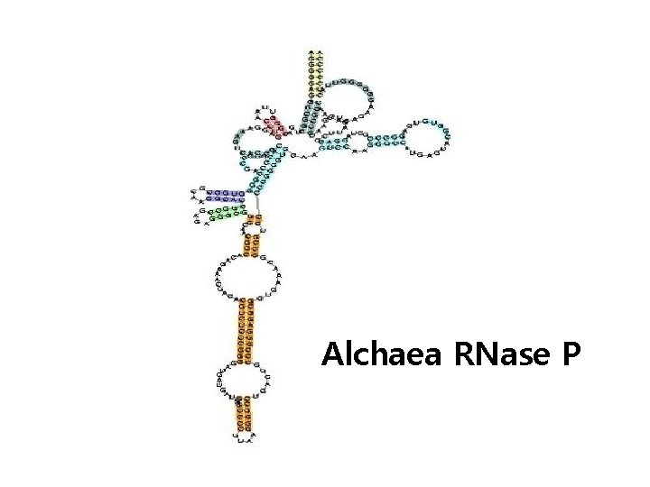 Alchaea RNase P 