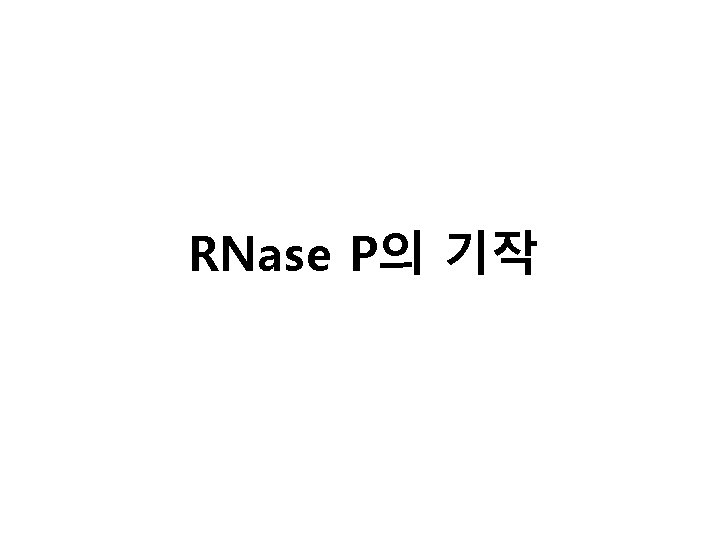 RNase P의 기작 