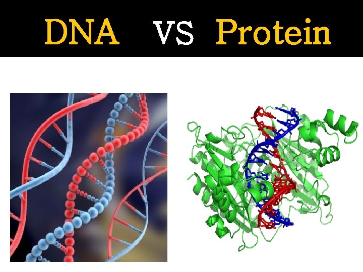 DNA VS Protein 