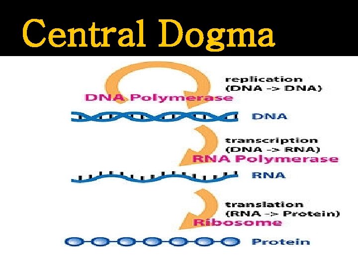 DNA VS Protein Central Dogma RNA Splicing 3