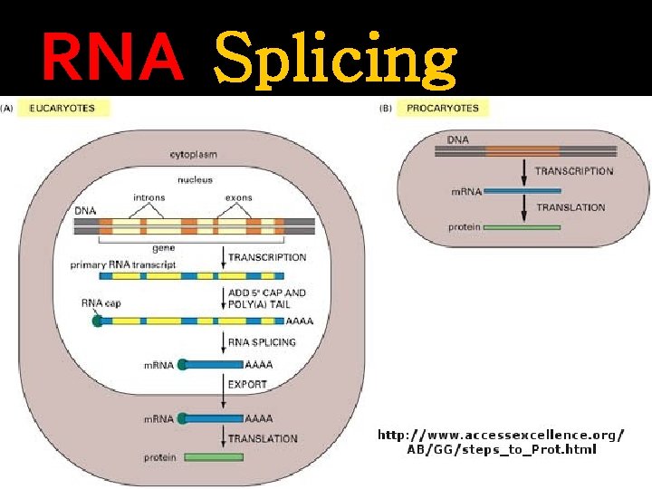 RNA Splicing 