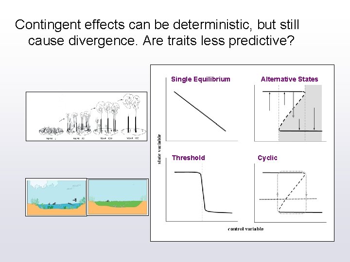 Contingent effects can be deterministic, but still cause divergence. Are traits less predictive? Single
