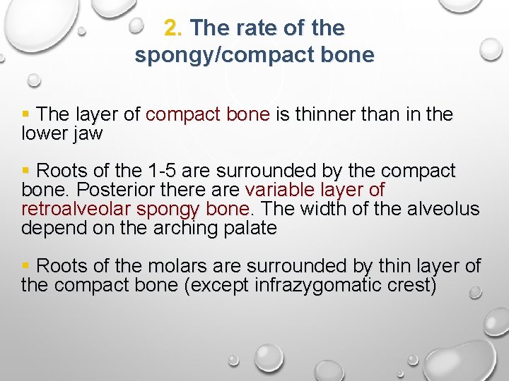 2. The rate of the spongy/compact bone § The layer of compact bone is
