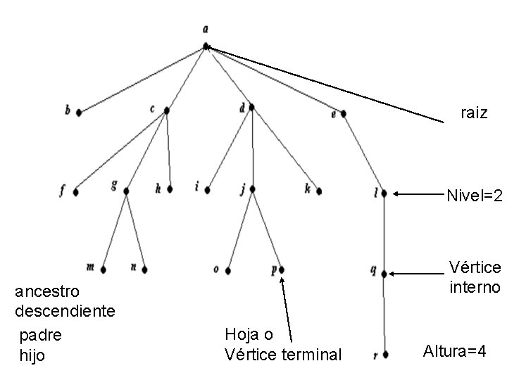 raiz Nivel=2 ancestro descendiente padre hijo Vértice interno Hoja o Vértice terminal Altura=4 