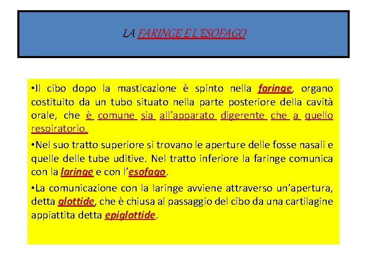 LA FARINGE E L’ESOFAGO • Il cibo dopo la masticazione è spinto nella faringe,