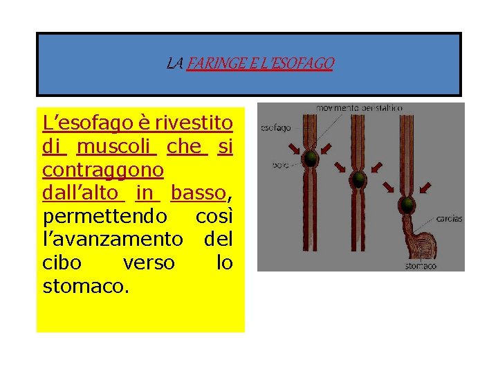 LA FARINGE E L’ESOFAGO L’esofago è rivestito di muscoli che si contraggono dall’alto in
