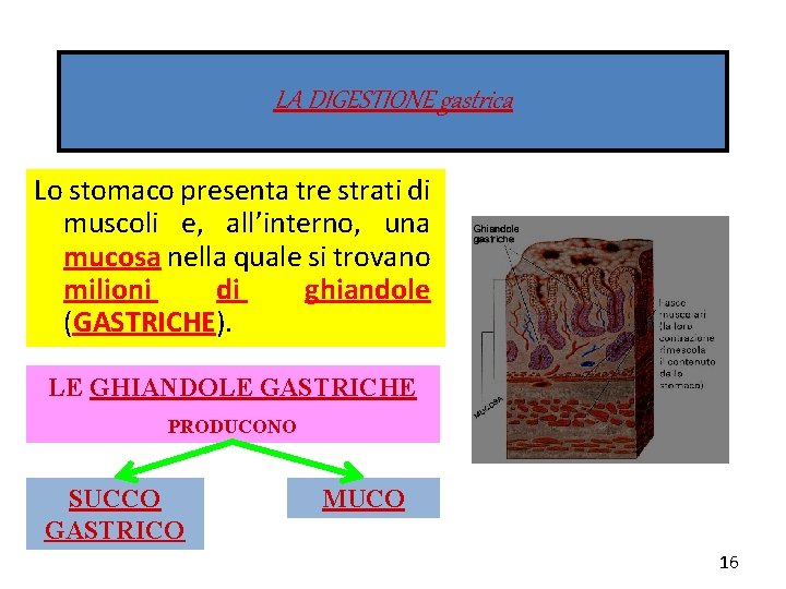 LA DIGESTIONE gastrica Lo stomaco presenta tre strati di muscoli e, all’interno, una mucosa
