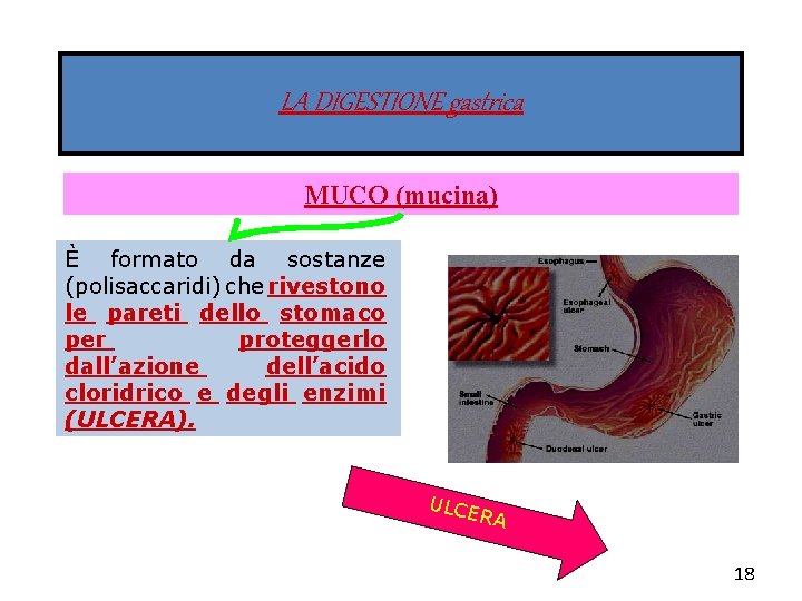 LA DIGESTIONE gastrica MUCO (mucina) È formato da sostanze (polisaccaridi) che rivestono le pareti