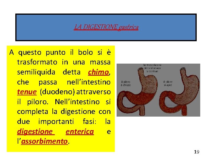 LA DIGESTIONE gastrica A questo punto il bolo si è trasformato in una massa