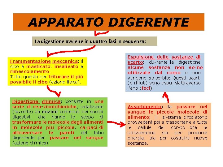 APPARATO DIGERENTE La digestione avviene in quattro fasi in sequenza: Frammentazione meccanica: il cibo