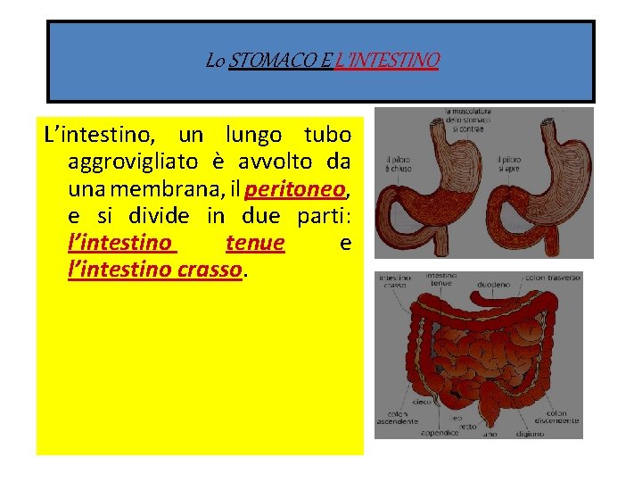 L 0 STOMACO E L’INTESTINO L’intestino, un lungo tubo aggrovigliato è avvolto da una