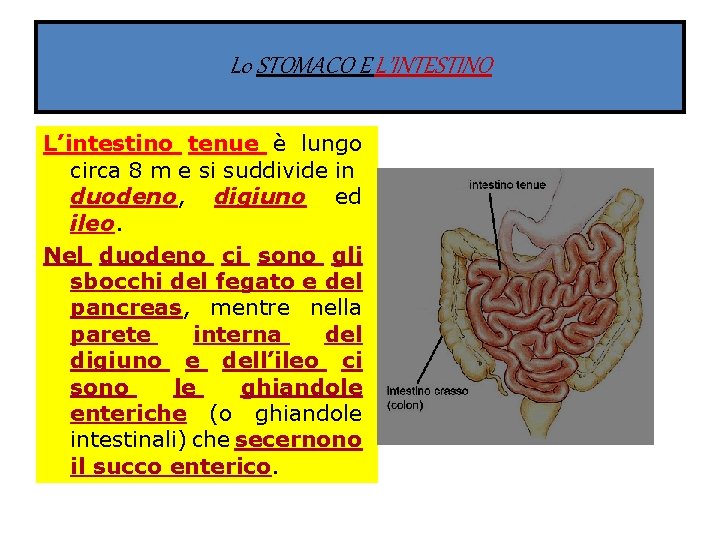 L 0 STOMACO E L’INTESTINO L’intestino tenue è lungo circa 8 m e si