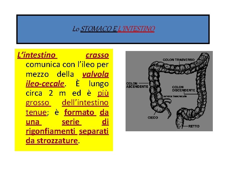 L 0 STOMACO E L’INTESTINO L’intestino crasso comunica con l’ileo per mezzo della valvola