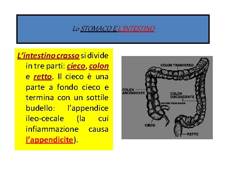 L 0 STOMACO E L’INTESTINO L’intestino crasso si divide in tre parti: cieco, colon