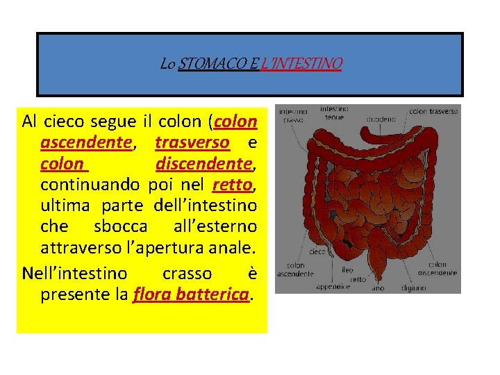 L 0 STOMACO E L’INTESTINO Al cieco segue il colon (colon ascendente, trasverso e