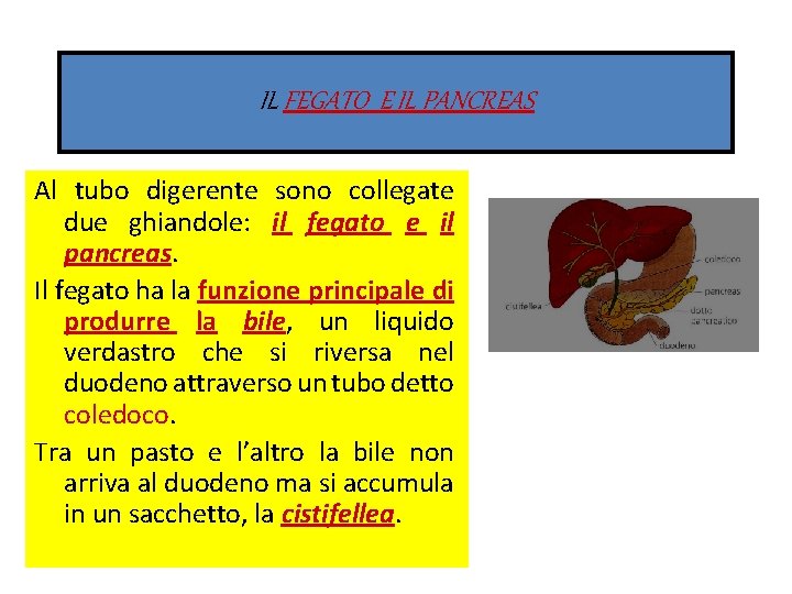 IL FEGATO E IL PANCREAS Al tubo digerente sono collegate due ghiandole: il fegato