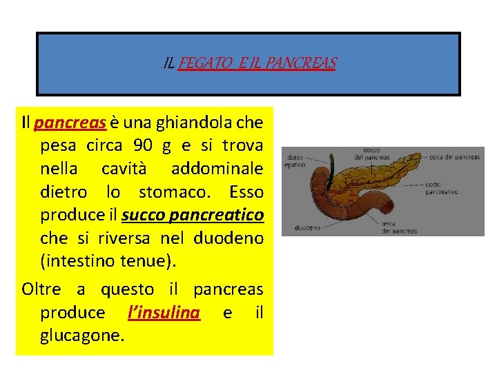 IL FEGATO E IL PANCREAS Il pancreas è una ghiandola che pesa circa 90