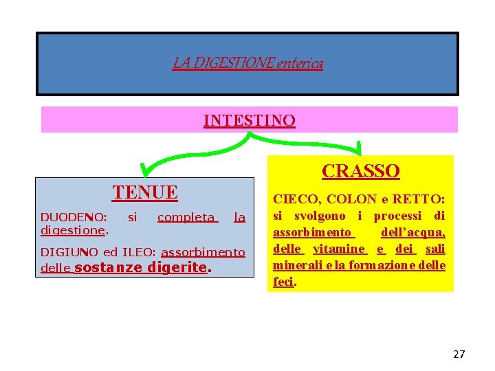 LA DIGESTIONE enterica INTESTINO CRASSO TENUE DUODENO: digestione. si completa la DIGIUNO ed ILEO:
