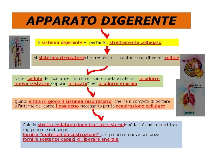 APPARATO DIGERENTE Il sistema digerente è, pertanto, strettamente collegato al siste ma circolatorioche trasporta
