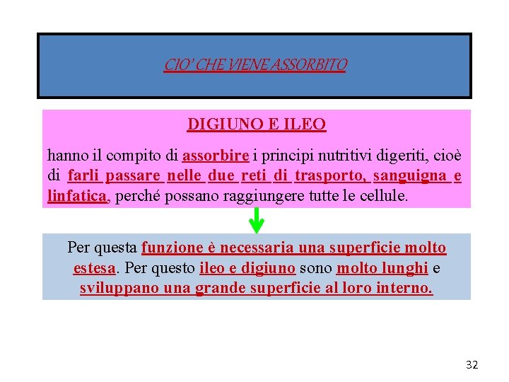 CIO’ CHE VIENE ASSORBITO DIGIUNO E ILEO hanno il compito di assorbire i principi