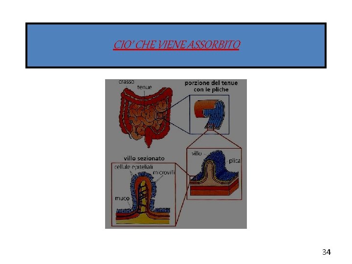CIO’ CHE VIENE ASSORBITO 34 