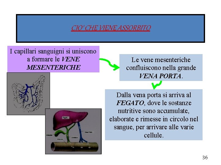 CIO’ CHE VIENE ASSORBITO I capillari sanguigni si uniscono a formare le VENE MESENTERICHE