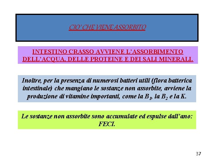 CIO’ CHE VIENE ASSORBITO INTESTINO CRASSO AVVIENE L’ASSORBIMENTO DELL’ACQUA, DELLE PROTEINE E DEI SALI