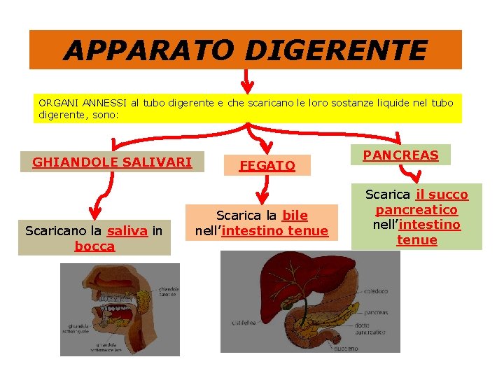 APPARATO DIGERENTE ORGANI ANNESSI al tubo digerente e che scaricano le loro sostanze liquide