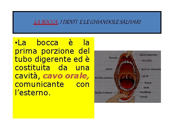 LA BOCCA, I DENTI E LE GHIANDOLE SALIVARI • La bocca è la prima