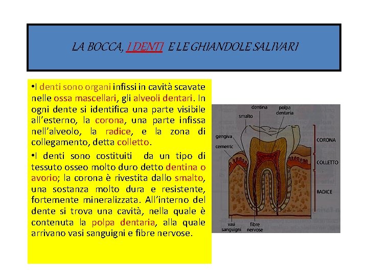 LA BOCCA, I DENTI E LE GHIANDOLE SALIVARI • I denti sono organi infissi