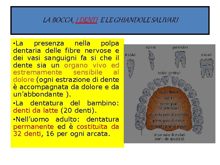 LA BOCCA, I DENTI E LE GHIANDOLE SALIVARI • La presenza nella polpa dentaria