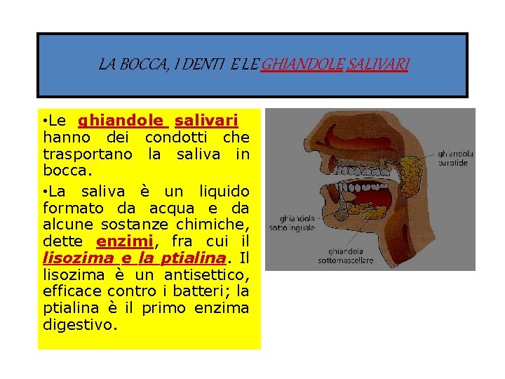 LA BOCCA, I DENTI E LE GHIANDOLE SALIVARI • Le ghiandole salivari hanno dei
