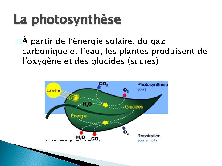 La photosynthèse �À partir de l’énergie solaire, du gaz carbonique et l’eau, les plantes