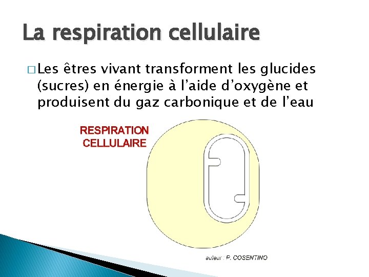 La respiration cellulaire � Les êtres vivant transforment les glucides (sucres) en énergie à