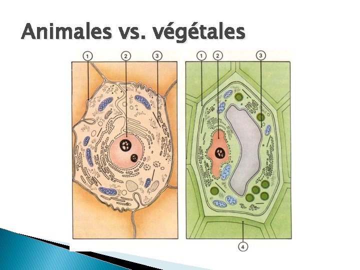 Animales vs. végétales 