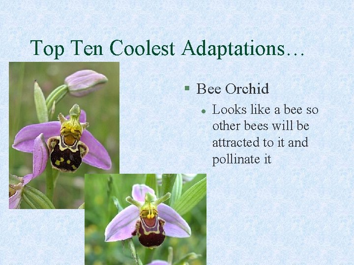 Top Ten Coolest Adaptations… § Bee Orchid l Looks like a bee so other
