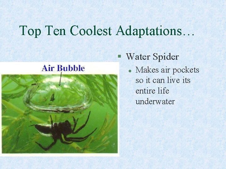 Top Ten Coolest Adaptations… § Water Spider l Makes air pockets so it can