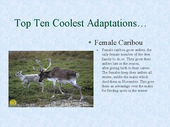 Top Ten Coolest Adaptations… § Female Caribou l Female caribou grow antlers, the only