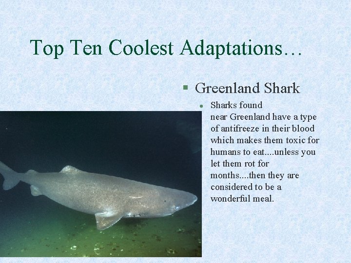 Top Ten Coolest Adaptations… § Greenland Shark l Sharks found near Greenland have a