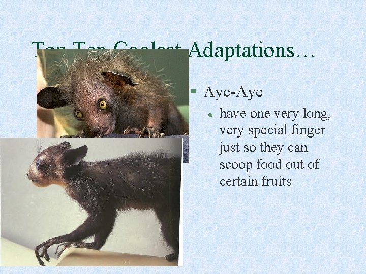 Top Ten Coolest Adaptations… § Aye-Aye l have one very long, very special finger