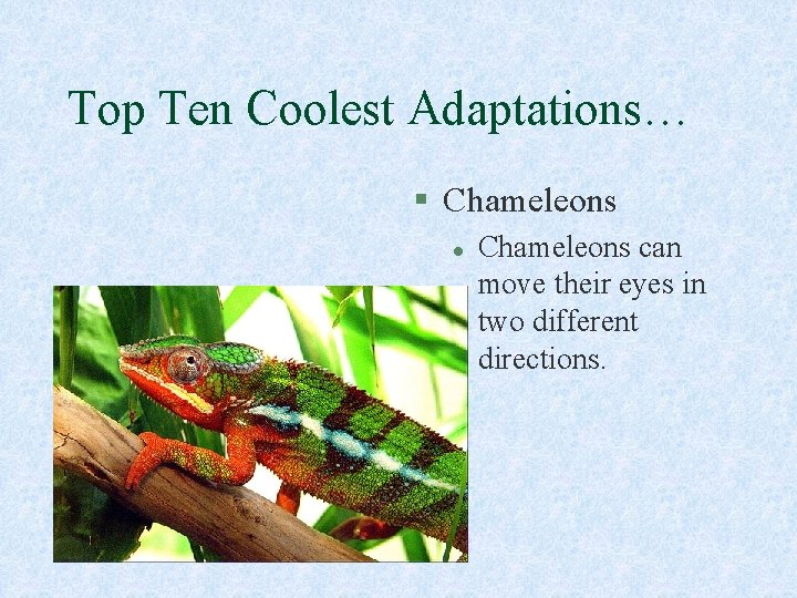 Top Ten Coolest Adaptations… § Chameleons l Chameleons can move their eyes in two