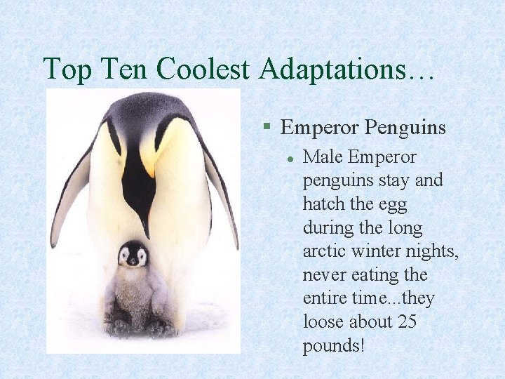 Top Ten Coolest Adaptations… § Emperor Penguins l Male Emperor penguins stay and hatch