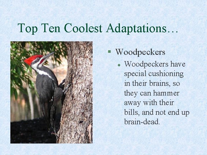 Top Ten Coolest Adaptations… § Woodpeckers l Woodpeckers have special cushioning in their brains,